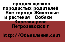 продам щенков породистых родителей - Все города Животные и растения » Собаки   . Карелия респ.,Петрозаводск г.